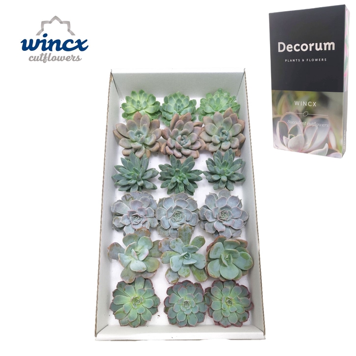 <h4>Echeveria Ice Mix (Wincx) Cutfl (6 Spcs) Wincx-8cm</h4>