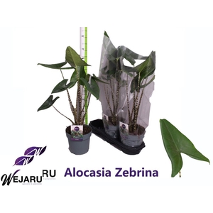 ALOC ZEBRINA