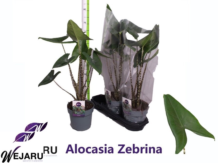 ALOC ZEBRINA