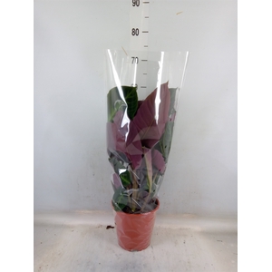 Calathea   ...mix