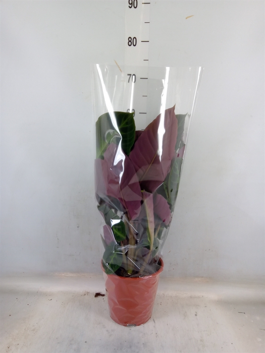 <h4>Calathea   ...mix</h4>