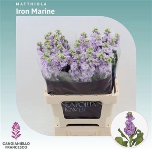 MATTH IRON MARINE