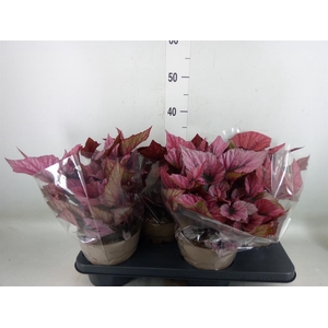 Begonia BD 'Beleaf'   ...mix