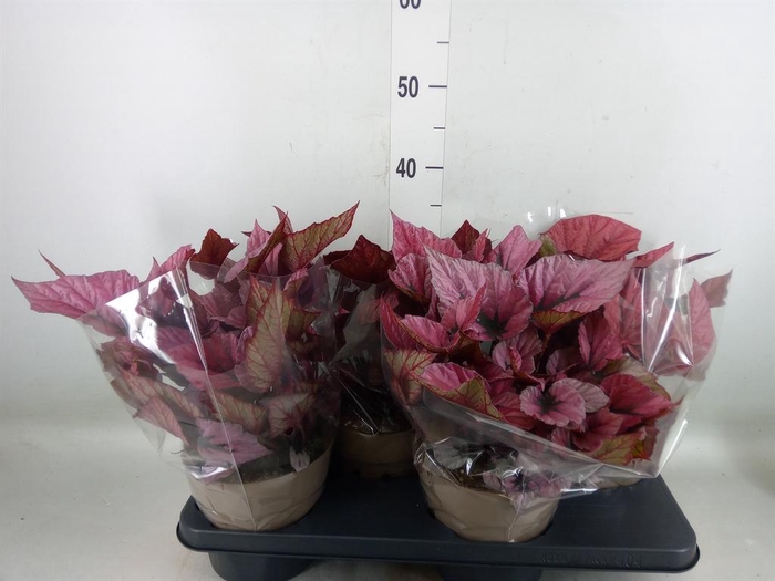 <h4>Begonia BD 'Beleaf'   ...mix</h4>