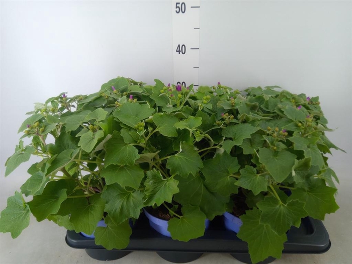 <h4>Pericallis cr. 'Senetti' ..mix</h4>