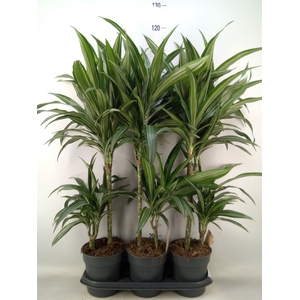 Dracaena fr de 'Ulises'