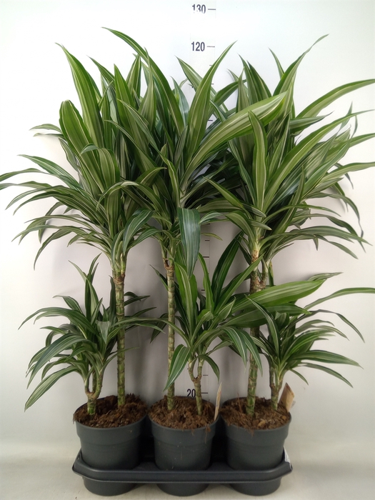 <h4>Dracaena fr de 'Ulises'</h4>