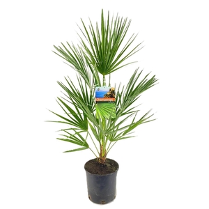 Chamaerops humilis
