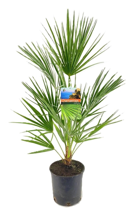 <h4>Chamaerops humilis</h4>