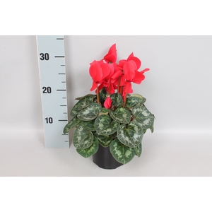 Cyclamen Super serie XL Red