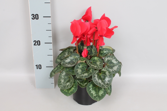 <h4>Cyclamen Super serie XL Red</h4>