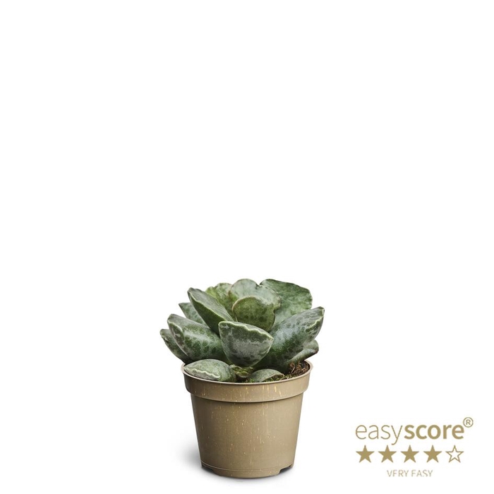 <h4>ADROMISCHUS COOPERI p6</h4>
