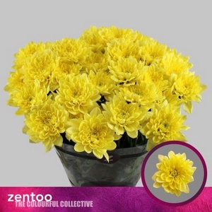 Chr T Altaj Yellow Zentoo