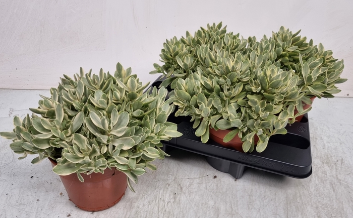 <h4>CRASS OVERIG</h4>