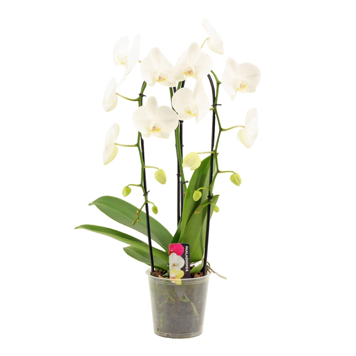 <h4>PHAL OV WIT</h4>