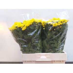 CHR T BALTICA YELLOW