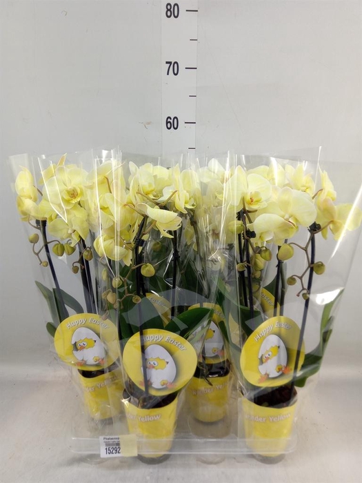 <h4>Phalaenopsis   ...</h4>