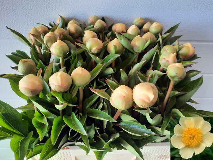 <h4>PAEO CLAIRE DE LUNE</h4>