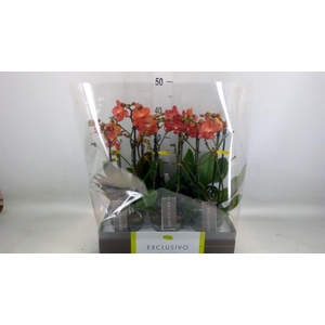 Phalaenopsis multi.   ...orange