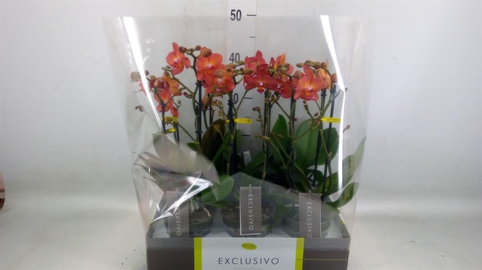 <h4>Phalaenopsis multi.   ...orange</h4>