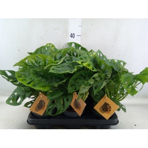 Monstera obliqua 'Monkey Mask'