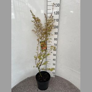 ACER PA WILSON'S DWA