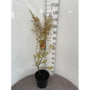 ACER PA WILSON'S DWA