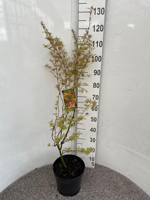 <h4>ACER PA WILSON'S DWA</h4>