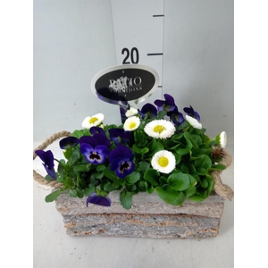 Arr.   Perkplanten L%