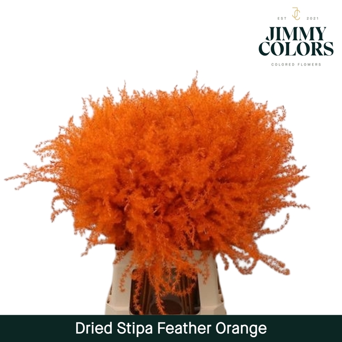 Dried Stipa Feather Orange