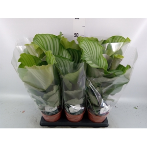 Calathea orbifolia