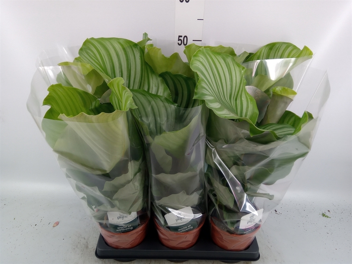 <h4>Calathea orbifolia</h4>