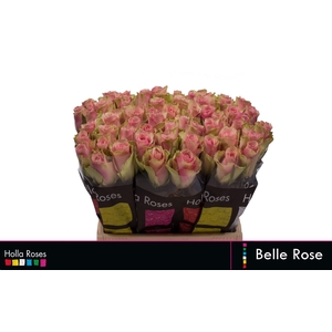 R GR BELLE ROSE