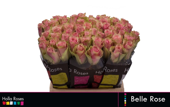 <h4>R GR BELLE ROSE</h4>