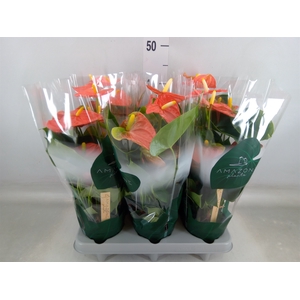Anthurium andr. 'Solara'