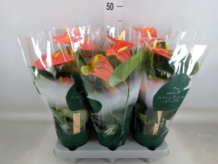 <h4>Anthurium andr. 'Solara'</h4>