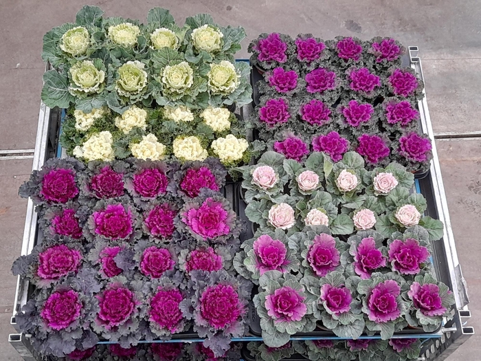 <h4>BRASSICA (SIERKOOL)</h4>