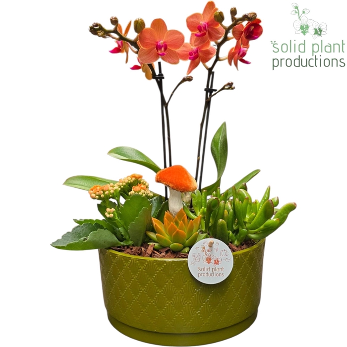 <h4>PE004 Stella Green Orange Echeveria</h4>