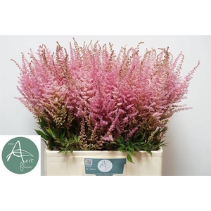 Astilbe romanze