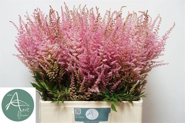<h4>Astilbe romanze</h4>