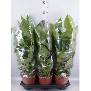 Schefflera actin. 'Amate'