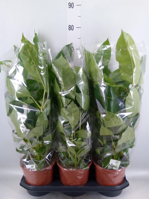 <h4>Schefflera actin. 'Amate'</h4>