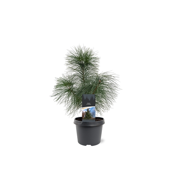 <h4>Pinus strobus</h4>