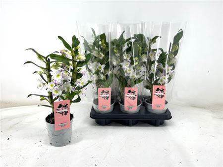 <h4>Dendr N Sc Apollon</h4>