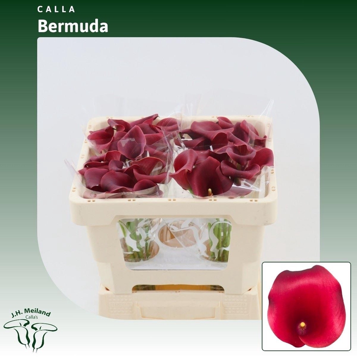 <h4>Calla Bermuda</h4>