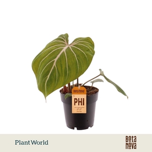 Philodendron Gloriosum Zebra