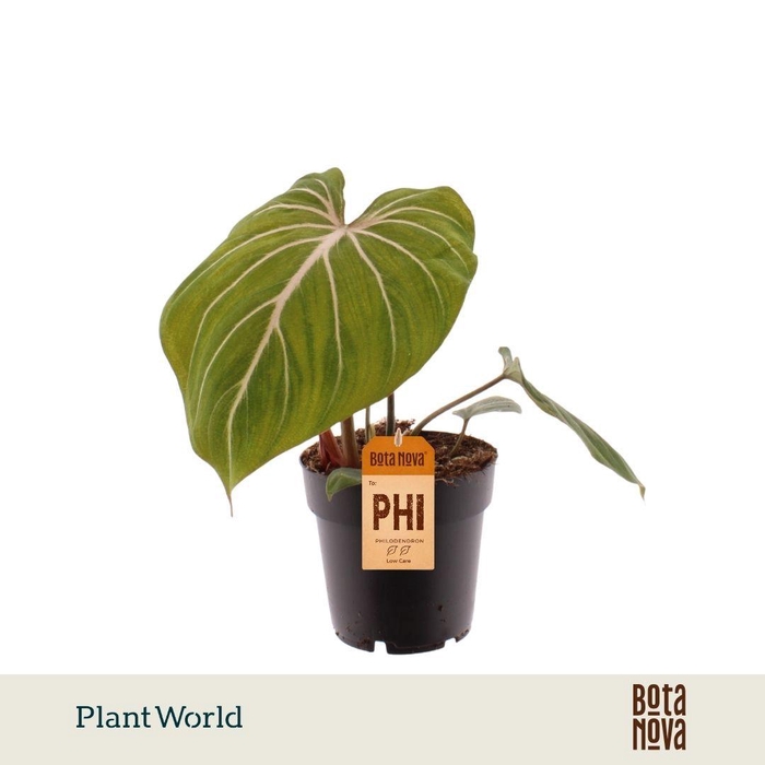<h4>Philodendron Gloriosum Zebra</h4>