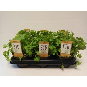 Peterselie Plat P12 HERBIO steker