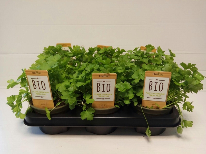 <h4>Peterselie Plat P12 HERBIO steker</h4>
