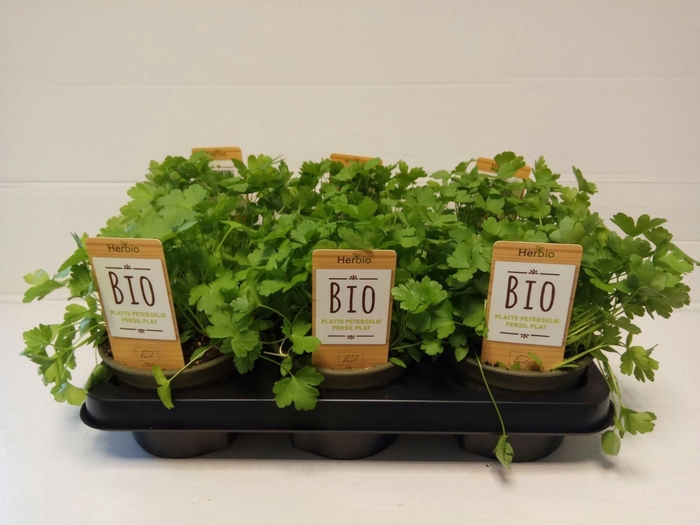 <h4>Peterselie Plat P12 HERBIO steker</h4>